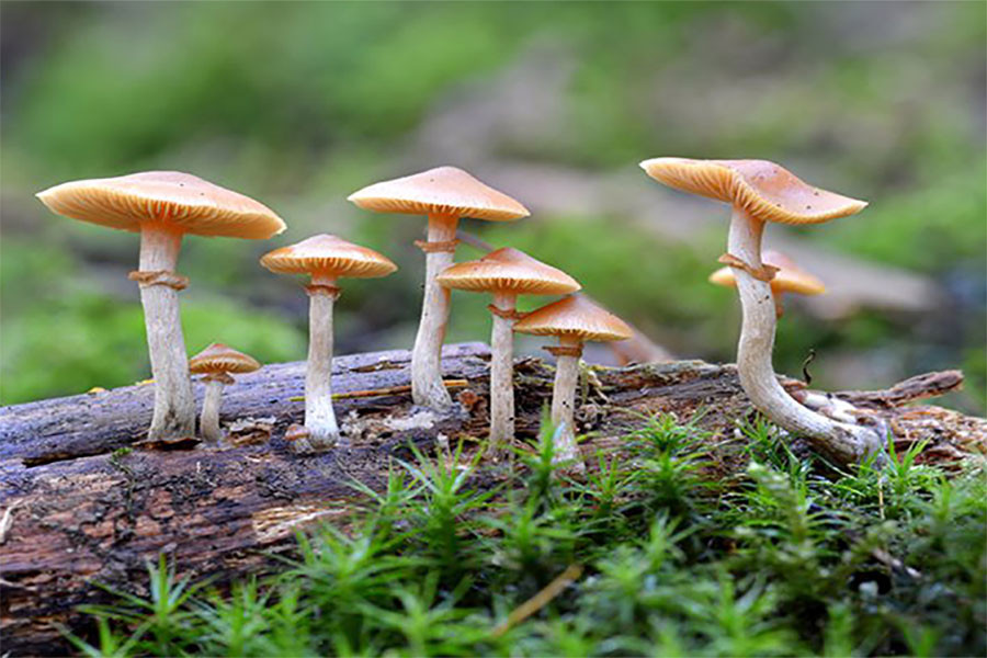 जङ्गली च्याउ खादा गुल्मीमा ८ जना बिरामी