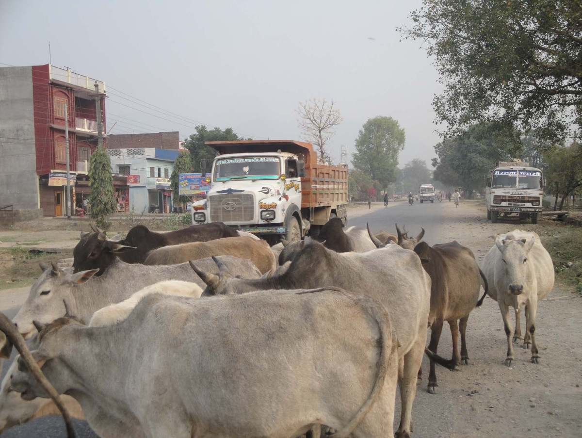 छाडा गाईवस्तु व्यवस्थापनको मोडल : पशु गणना गर्ने र गोठबाट गौशाला पुर्‍याउने