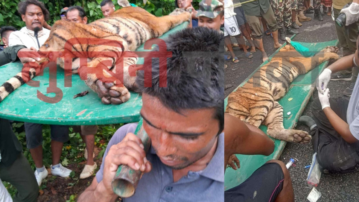 नवलपुरमा बस्तीमा पसेर पशुचौपाया खाइदिने बाघ नियन्त्रणमा