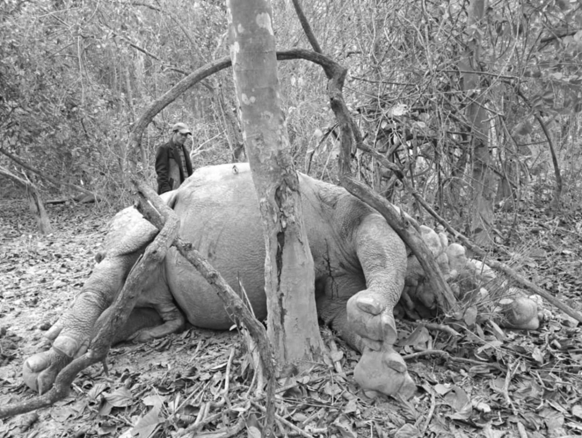 चितवन राष्ट्रिय निकुञ्जमा भाले गैँडा मृत फेला
