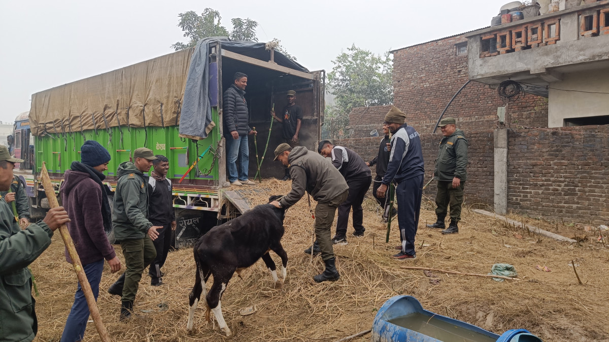 सिद्धार्थनगरको छाडा चौपाया ब्यबस्थापनको प्रयास