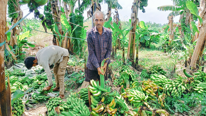 भारतीय केरा आयात हुँदा नेपाली किसान मर्कामा