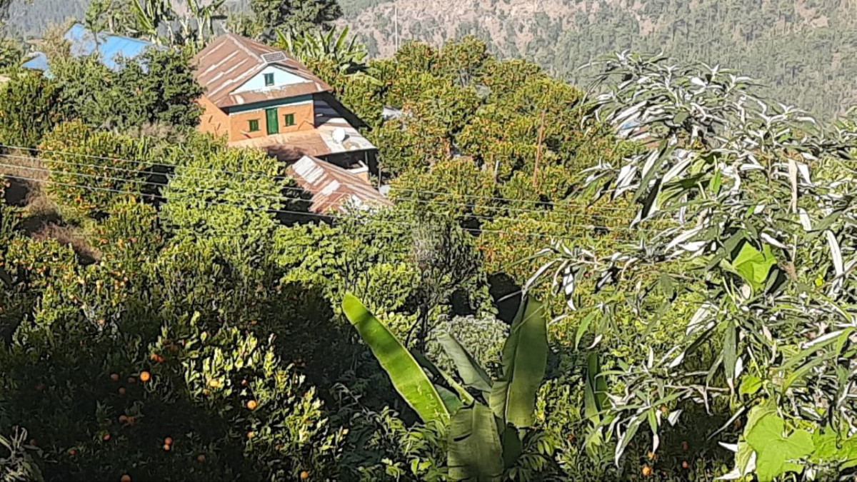 भाडगाउँमा पाँच करोडको सुन्तला उत्पादन